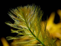 Снимка на Myriophyllum aquaticum ((Vell.) Verdc, 1973)